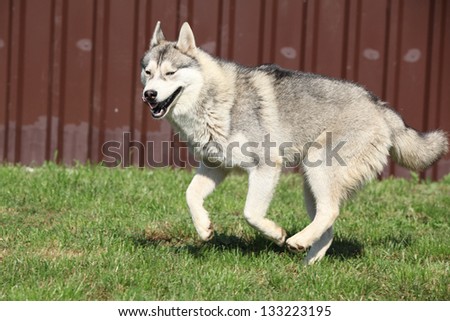 Siberian husky running and looking on you