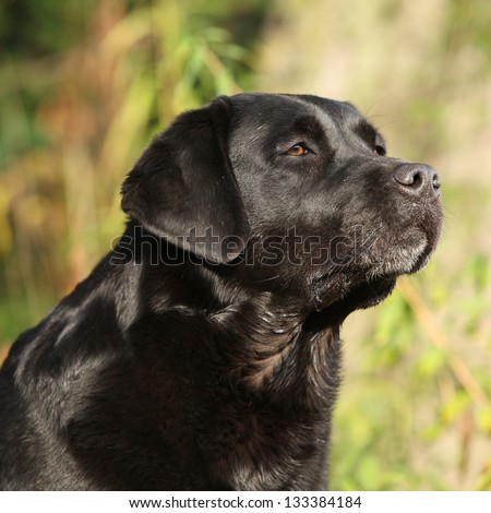 Portrait of beautiful black labrador retriever bitch in nature