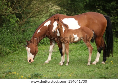 Paint horse mare with adorable foal on pasturage in summer