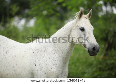 Portrait of white English full blood horse running on pasturage
