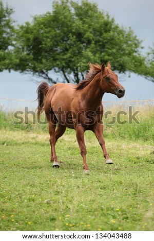 Nice Quarter horse stallion running on pasturage before a storm