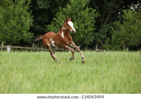 Nice Paint horse filly running on pasturage in summer
