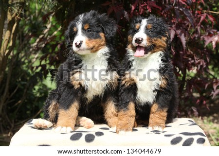 Two Bernese Mountain Dog puppies smiling and sitting on blanket in front of dark red leaves