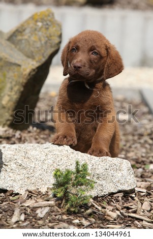 Adorable Chesapeake Bay Retriever puppy on stone