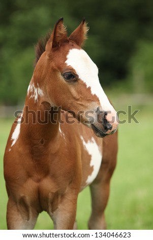 Portrait of nice Paint horse filly in front of green background