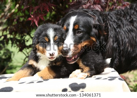 Bernese Mountain Dog bitch checking out its puppy in front of dark red leaves