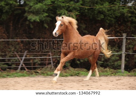 Welsh Pony Stallion Section B Chestnut With Blond Hair Stock Photo ...