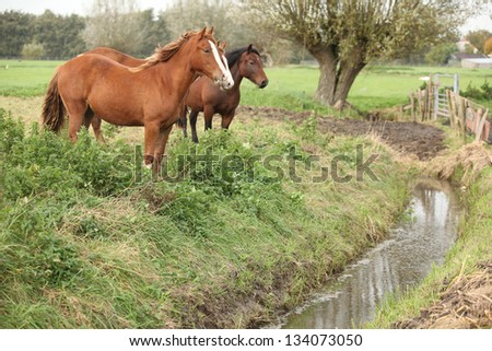 Batch of horses on autumn pasturage next to the water canal