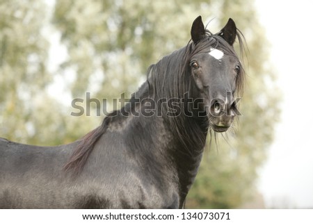 Stallion of black welsh cob looking at you
