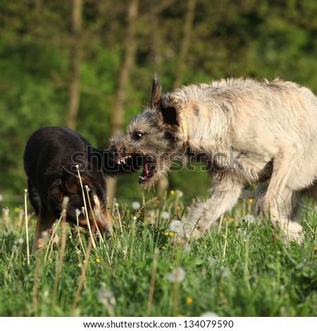 Irish wolfhound attacking some brown dog in past blossom dandelions