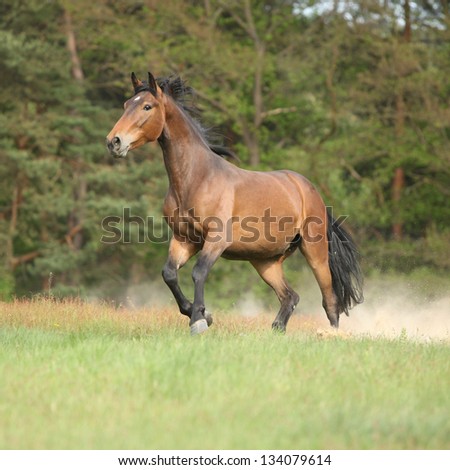 Brown horse running and making some dust in front of forest in summer
