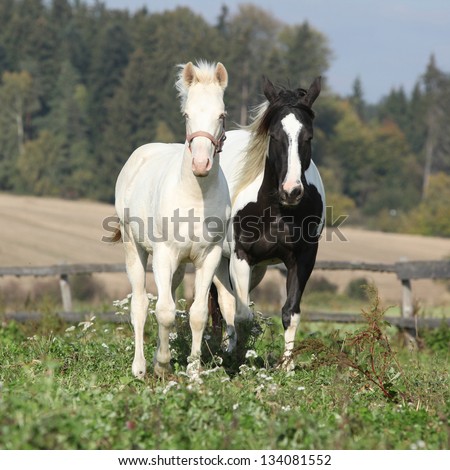 Albino horse with paint horse on pasturage in front of forest