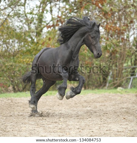 Nice black friesian stallion running on sand in autumn