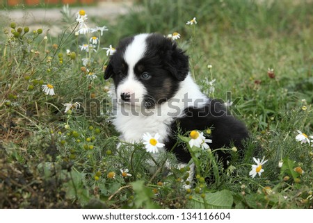 Nice little puppy of australian shepherd sitting in flowers