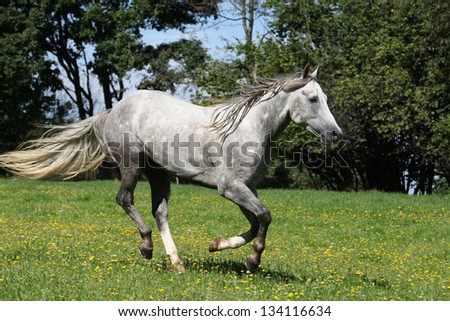 Quarter horse stallion running in freedom in spring