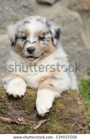 Adorable australian shepherd puppy smiling in front of stone wall