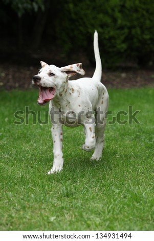 Adorable dalmatian puppy smiling and running in the garden