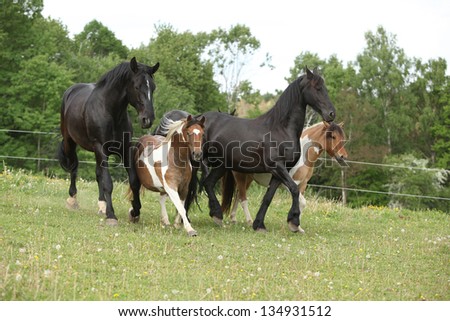 Batch of small and big horses running on pasturage in summer