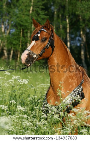 Portrait of chestnut arabian stallion with perfect harness behind flowers