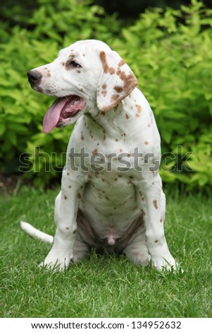 Gorgeous dalmatian puppy smiling and sitting in the garden