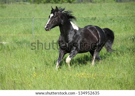 Beautiful Paint horse stallion running on pasturage