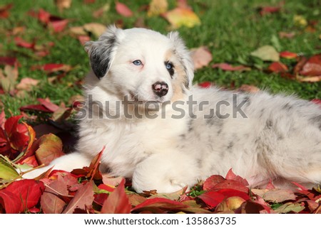 Adorable border collie puppy lying in red leaves in autumn