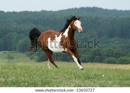 Running paint horse mare