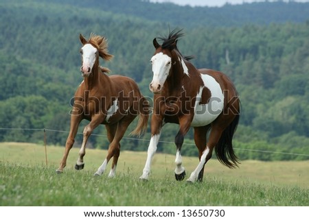 Forever free.(Forcer wanted)[Please post] Stock-photo-two-running-paint-horses-13650730