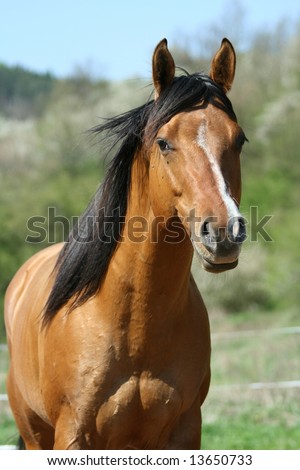 pictures of quarter horses. stock photo : Quarter Horse