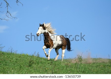 Paint horse running with blue background