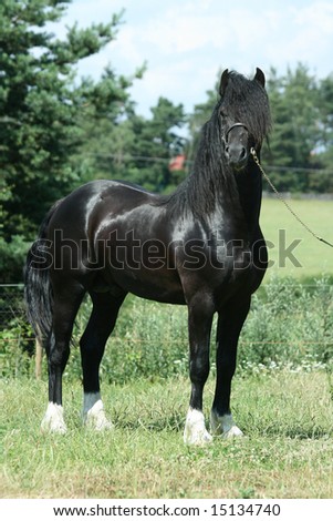 Black welsh cob stallion