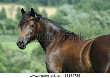 Brown welsh cob mare