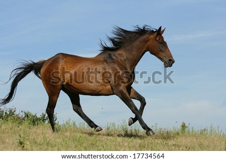 Brown horse running