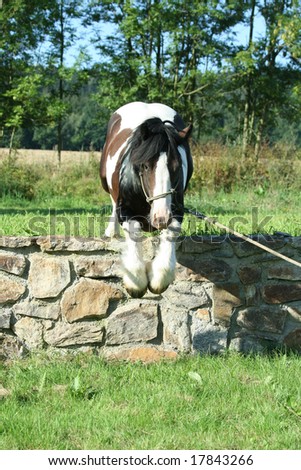 gypsy vanner horses for sale in texas. Tb mare for sale uk results of