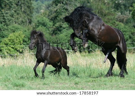 ... File:Big_and_Little Big Horse Amp Small Horse Breeding | just b.CAUSE ... File:Big_and_Little Big Horse Amp Small Horse Breeding | just b.CAUSE