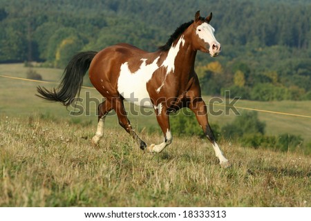 Paint horse running