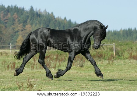 Nice black horse running - stock photo