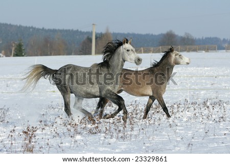 Horses Running In Snow. horses running in the snow