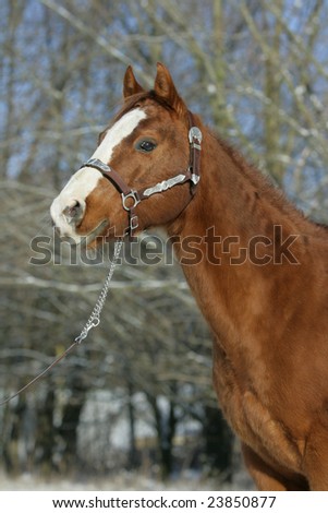 Beautiful brown quarter horse with western halter