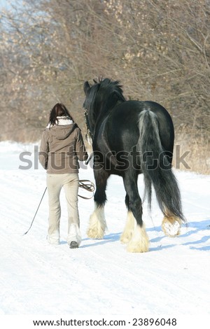 Shire horse with young girl