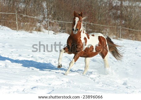 Lovely paint horse running