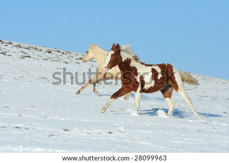 Pictures Of Horses Running. Two young horses running