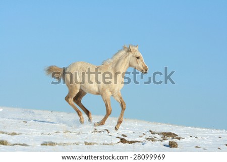 Young yellow horse running