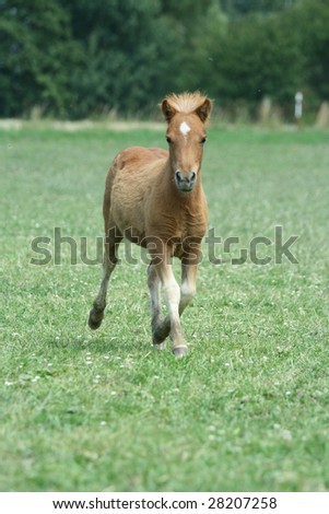 Pony Running