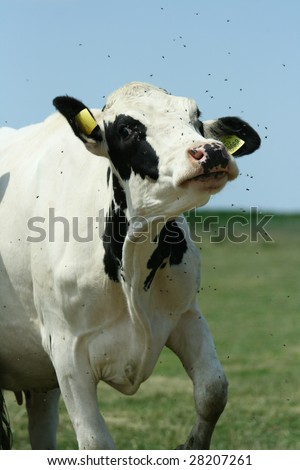 Beautiful cow