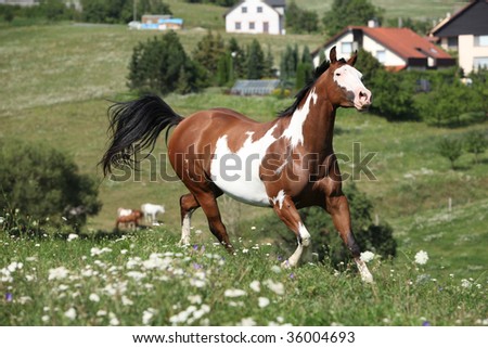 Running Paint Horse