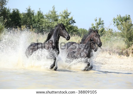 horses jumping. Three black horses jumping