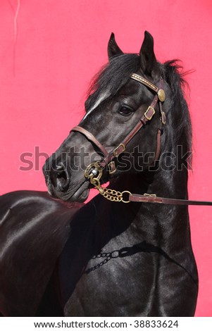 Nice black welsh cob isolated on pink background