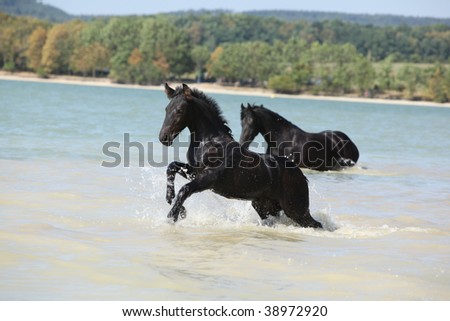 Friesian foal jumping from the water