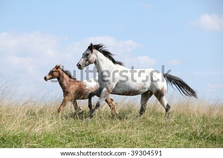 Holly, Nocdus and Rain Colud - Page 2 Stock-photo-mare-with-foal-running-39304591